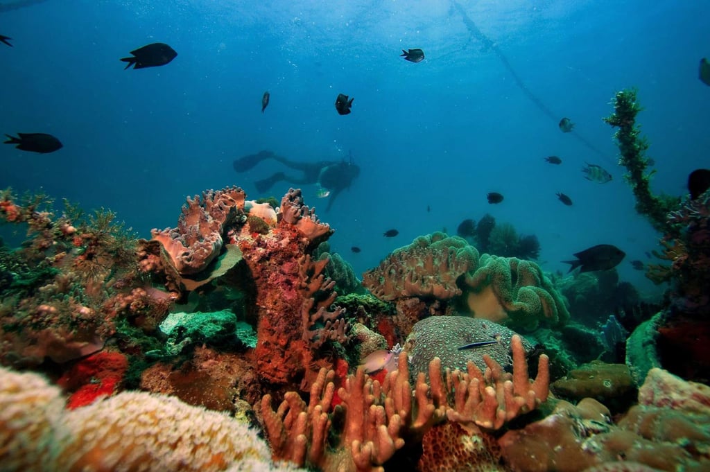 Paradise Reef is one of the few areas in Davao province where divers can access an abundance of hard and soft corals. Photo: Handout Paradise Reef is one of the few areas in Davao province where divers can access an abundance of hard and soft corals. Photo: Handout