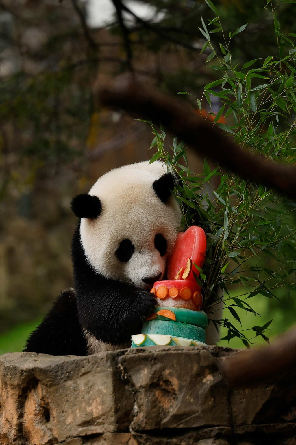 Male giant panda Xiao Qi Ji eats a frozen fruit cake in his enclosure during a “Panda Palooza” event at the National Zoo in Washington on Monday. Photo: Getty Images via AFP