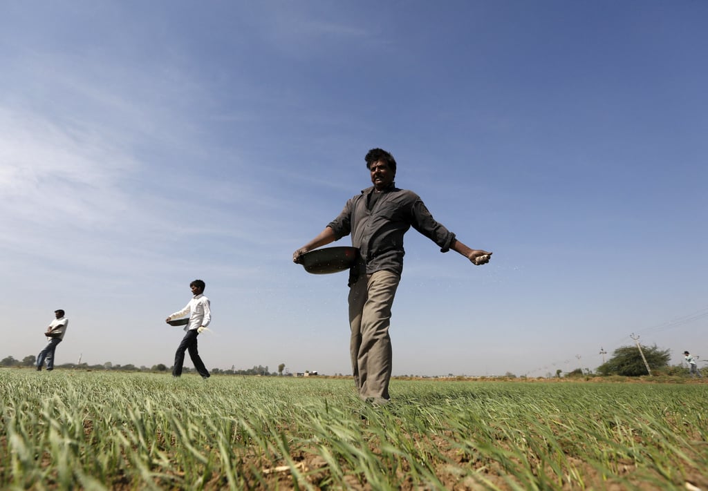 Farmers sprinkle fertiliser on a wheat field on the outskirts of Ahmedabad, India. The South Asian nation banned wheat exports last year to preserve supplies amid a drop in output. Photo: Reuters Farmers sprinkle fertiliser on a wheat field on the outskirts of Ahmedabad, India. The South Asian nation banned wheat exports last year to preserve supplies amid a drop in output. Photo: Reuters