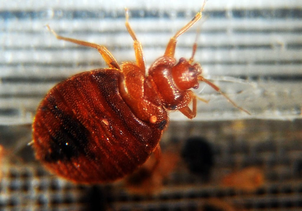 To get rid of bedbugs, a thorough cleaning of the infested area is essential, while a specialised pest control service may be needed. Photo: AFP
