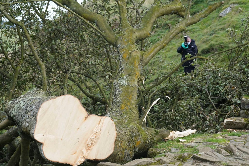 A forensic investigator from Northumbria Police photographs the felled Sycamore Gap tree, in Northumberland, England. Photo: AP
