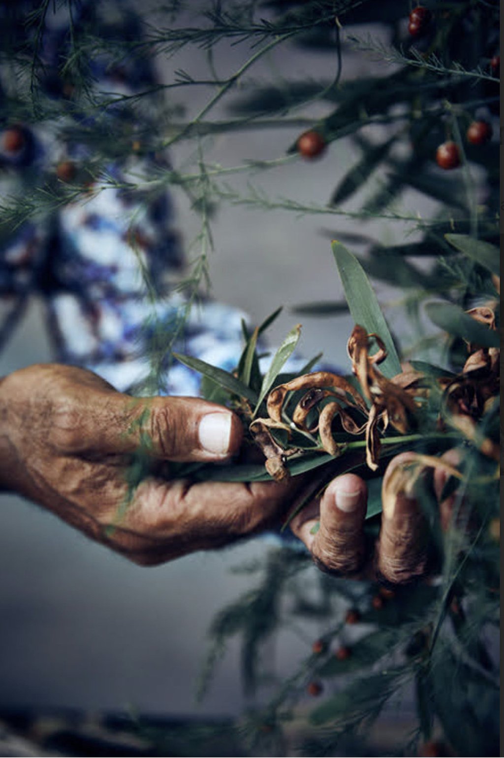 Australian ingredients such as wattleseed (above) are becoming better known, thanks to chefs like Mark Olive, and TV shows such as “MasterChef Australia”.