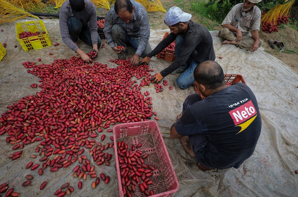 The Gaza Strip annual season of collecting red dates, one of the most important products of the agricultural sector, in which thousands of Thais work. Photo: EPA-EFE