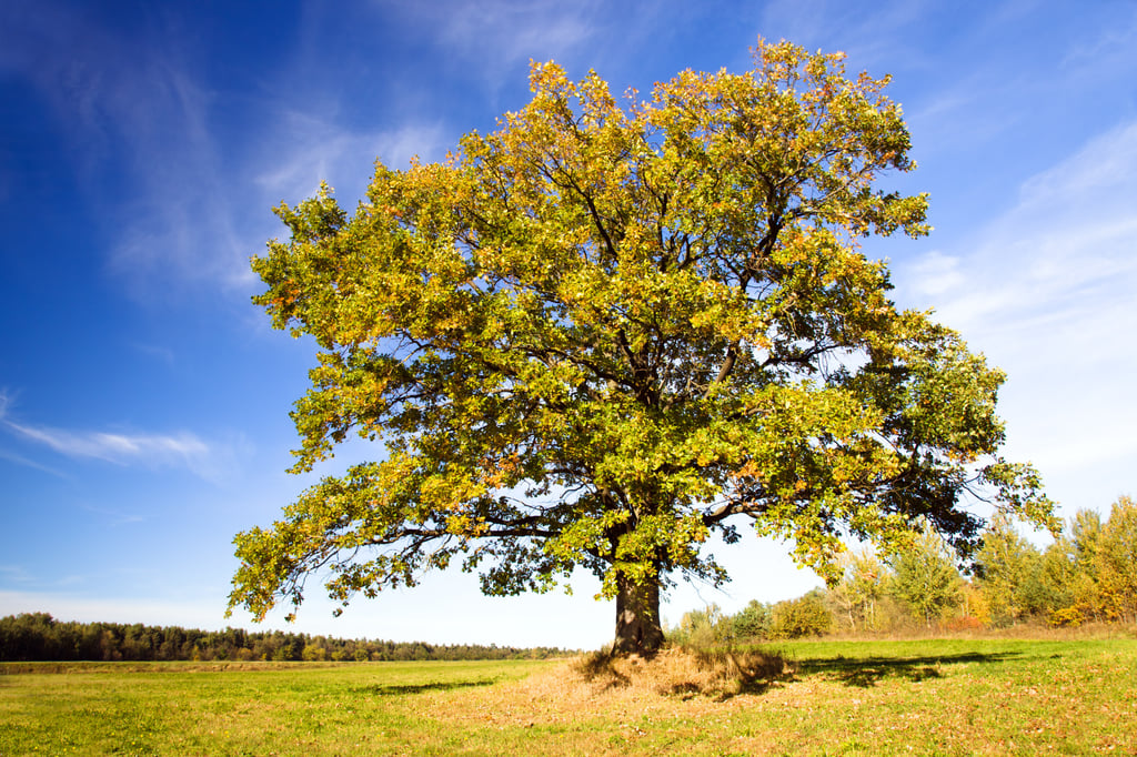 Depending on the species, oak tree leaves can turn red, orange, green, brown, russet, and yellow in the autumn season. Photo: Shutterstock