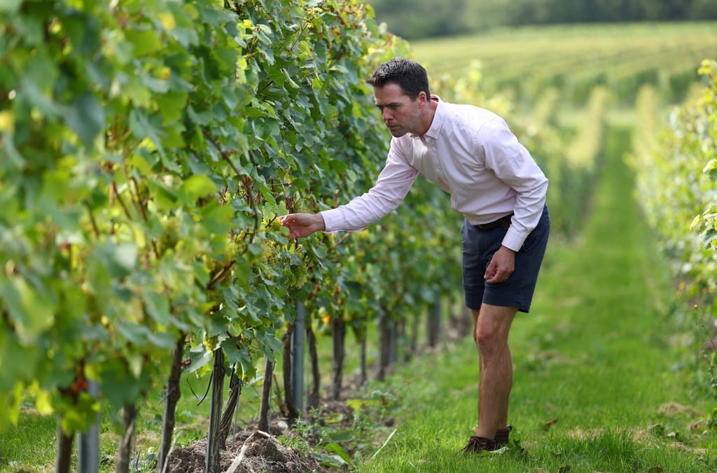 Josh Donaghay-Spire, head winemaker and operations director at English wine producer Chapel Down, views Chardonnay grapes during harvest time at one of the estate vineyards near Maidstone, Kent, on October 5. In recent decades, warmer temperatures have provided better growing conditions for grapes in England. Quality has improved, and English wine is no longer mocked by continental neighbours who once joked it tasted of rain. Photo: Reuters