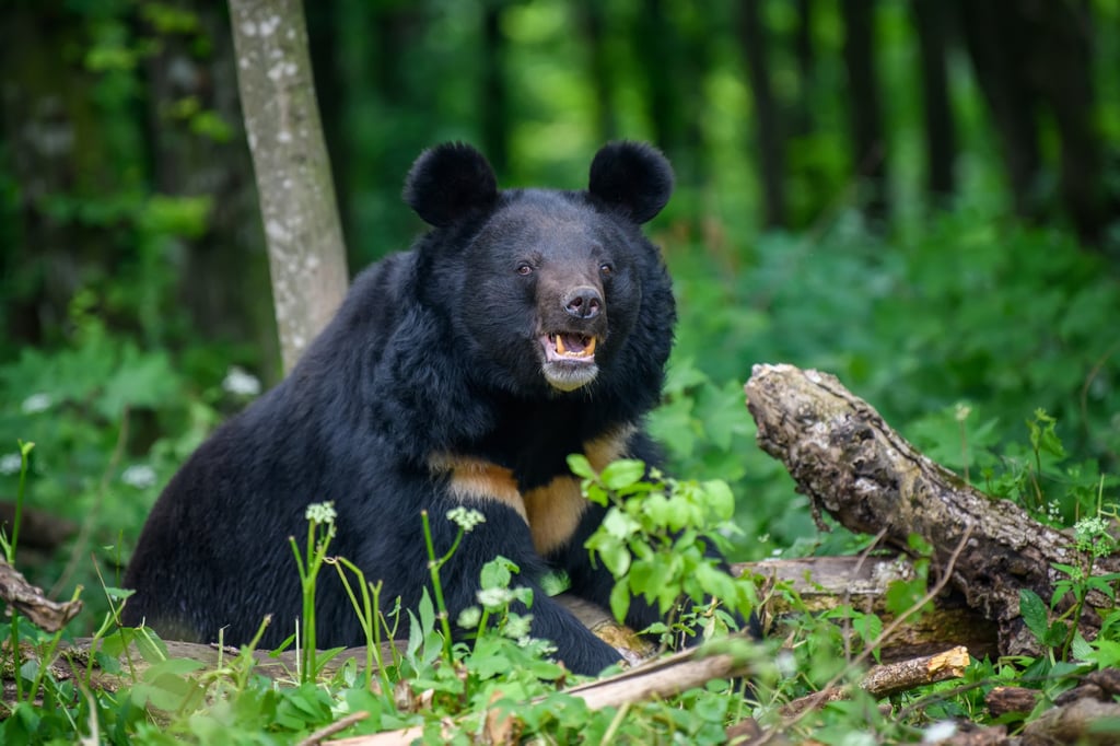 The Asiatic black bear mainly uses its sense of smell to find food. Photo: Shutterstock