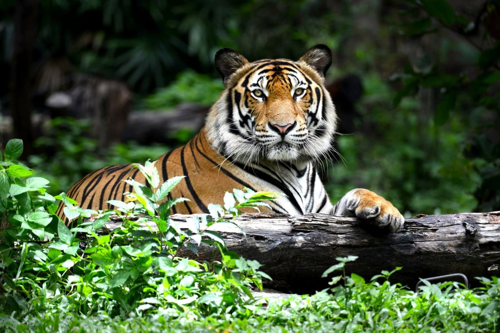 Bengal tigers are one of the biggest cats in the wild. Photo: Shutterstock