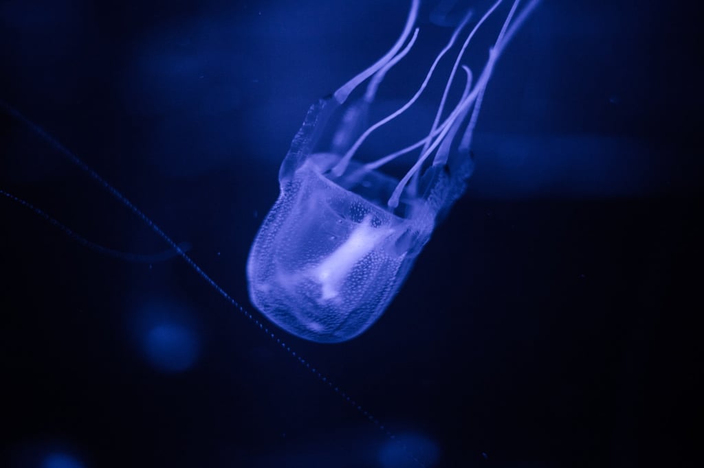 Box jellyfish are also called sea wasps and marine stingers. Photo: Shutterstock