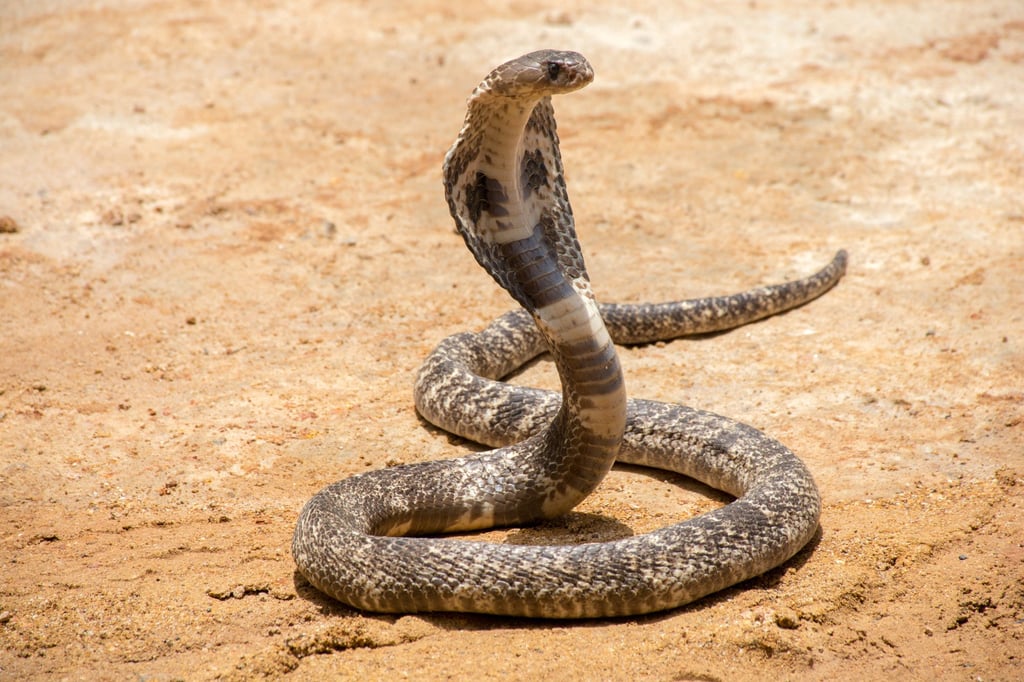 King cobras are vulnerable to extinction because of human activities. Photo: Shutterstock