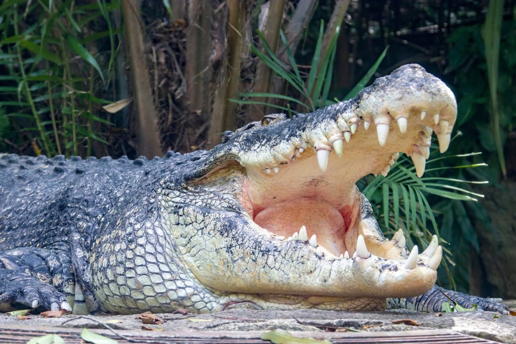 The saltwater crocodile can reach lengths of more than 6.5 metres and weight more than 1,000kg. Photo: Shutterstock