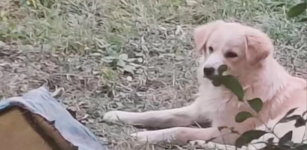 The helpless stray dog was hanged to death as students and staff celebrated a school anniversary. Photo: cqcb.com