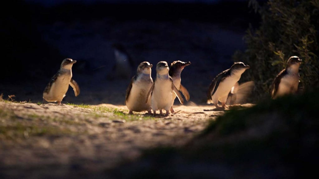 Little penguins on Phillip Island, Australia. Photo: Phillip Island Nature Parks