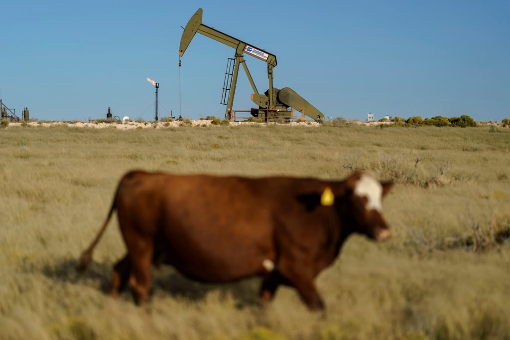 A cow walks through a field as an oil pump jack and a flare burning off methane and other hydrocarbons in the background in the Permian Basin in the United States. Photo: AP