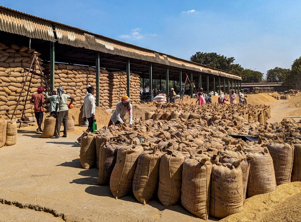Workers weigh and pack paddy bags at Sitapur market, in the northern state of Uttar Pradesh, India. Photo: Reuters