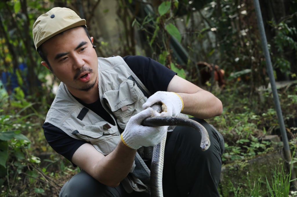 Ivan Li is one of four people licensed under a policy change centred on rapid release of the snakes. Photo: Sun Yeung Ivan Li is one of four people licensed under a policy change centred on rapid release of the snakes. Photo: Sun Yeung