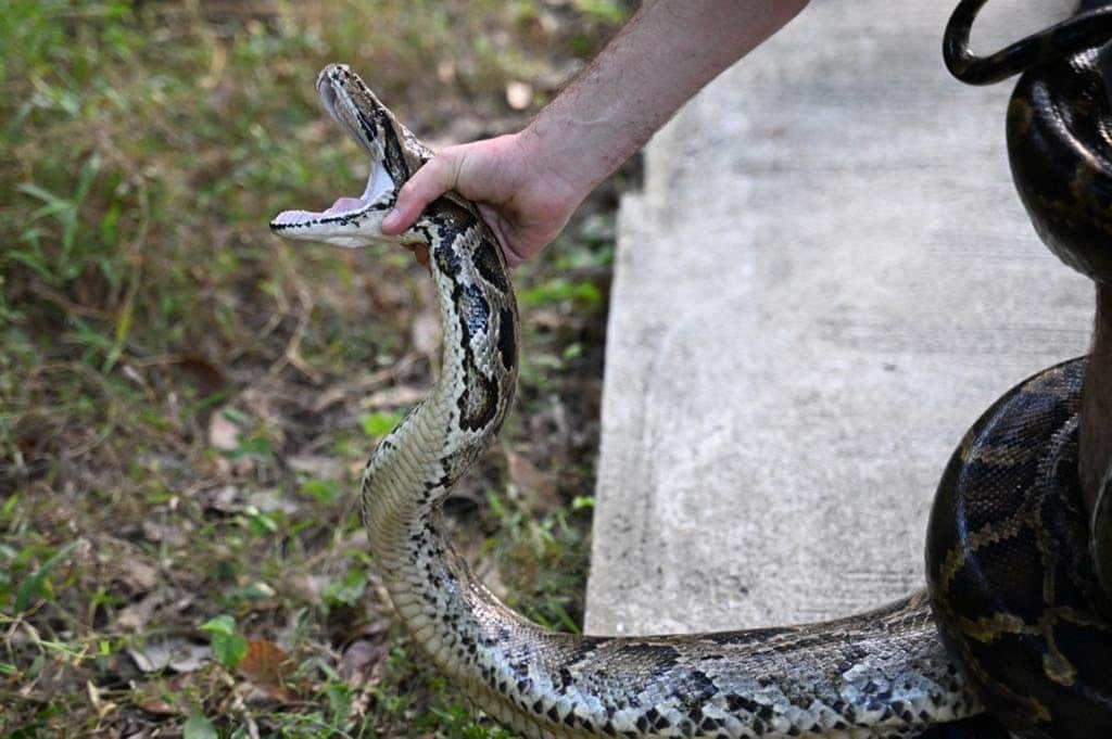 Event director William Sargent wrestles a Burmese python on Lantau Island. Photo: Peter Parks Event director William Sargent wrestles a Burmese python on Lantau Island. Photo: Peter Parks