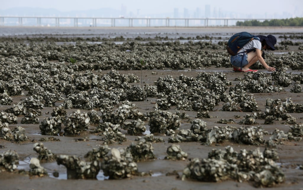 A restored oyster reef in Pak Nai, Hong Kong. Photo: Jonathan Wong A restored oyster reef in Pak Nai, Hong Kong. Photo: Jonathan Wong