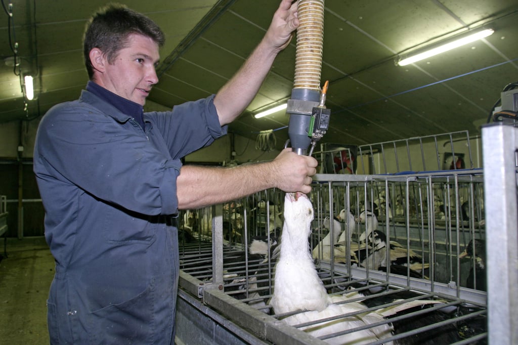 A farmer force-feeds grain to a duck as part of the process to fatten its liver for foie gras, in France, in 2005. Photo: Getty Images A farmer force-feeds grain to a duck as part of the process to fatten its liver for foie gras, in France, in 2005. Photo: Getty Images