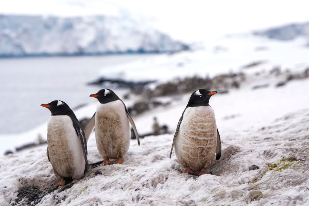 Penguins stand on an iceberg near the Chilean O’Higgins base in Antarctica on Friday. Photo: AP Penguins stand on an iceberg near the Chilean O’Higgins base in Antarctica on Friday. Photo: AP