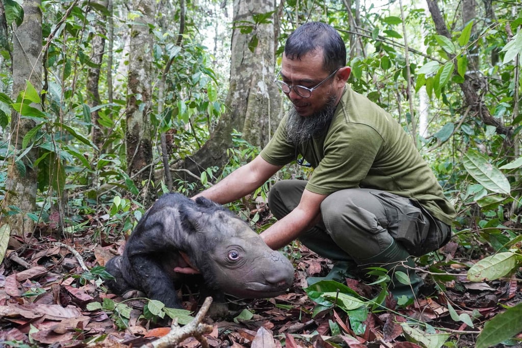 An official looks after the two-day-old Sumatran rhino calf at Way Kambas National Park. Photo: Indonesian Ministry of Environment and Forestry Handout via AFP
