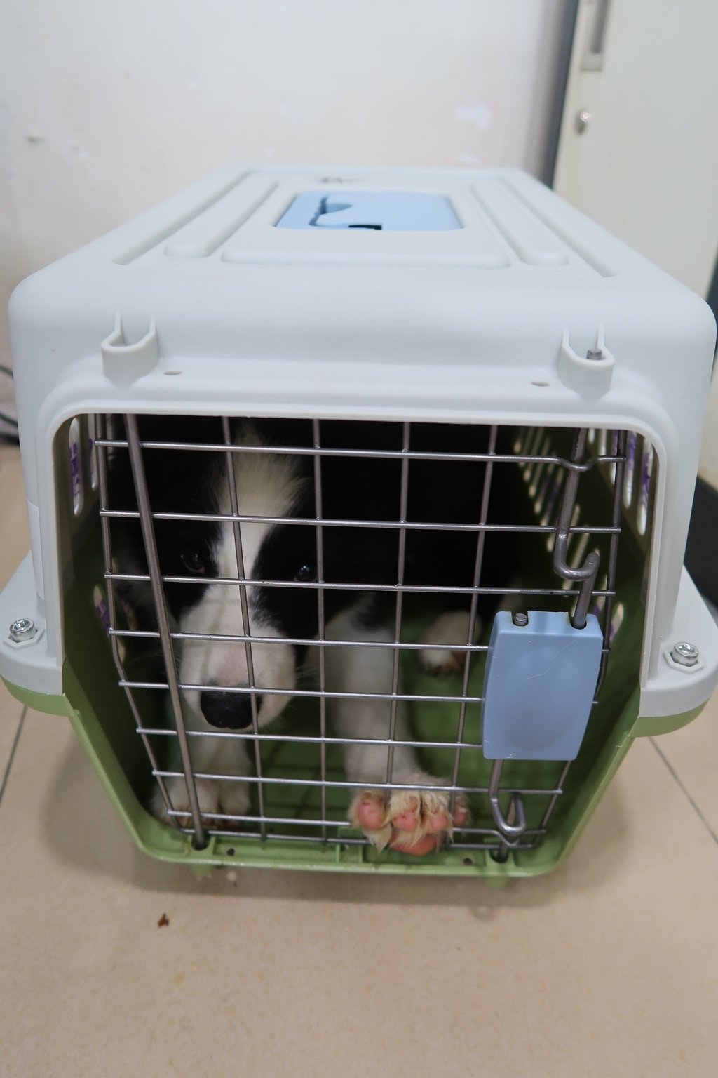 Two puppies were among the haul. Customs says the animals seized are all expensive breeds. Photo: Handout Two puppies were among the haul. Customs says the animals seized are all expensive breeds. Photo: Handout