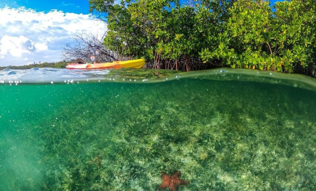 Guests on Necker Island can take a mangrove conservation tour. Photo: Handout Guests on Necker Island can take a mangrove conservation tour. Photo: Handout
