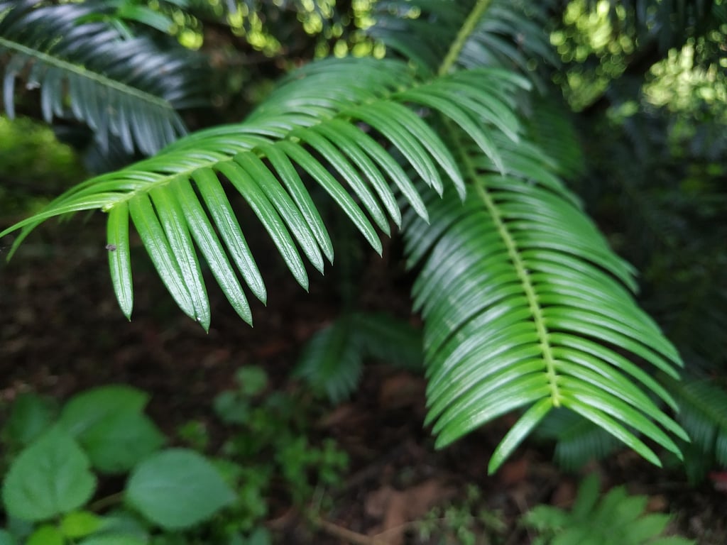 A close-up of yew leaves, which can fetch up to 250 rupees (US$1.80) per kilogram. Photo: Greenhood Nepal A close-up of yew leaves, which can fetch up to 250 rupees (US$1.80) per kilogram. Photo: Greenhood Nepal