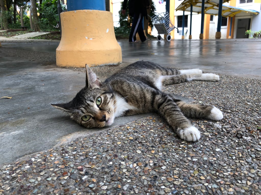 A stray cat rests at the side of a walkway in Woodlands, Singapore. The ban on cats as pets in public housing flats was first introduced in 1989. Photo: Shutterstock