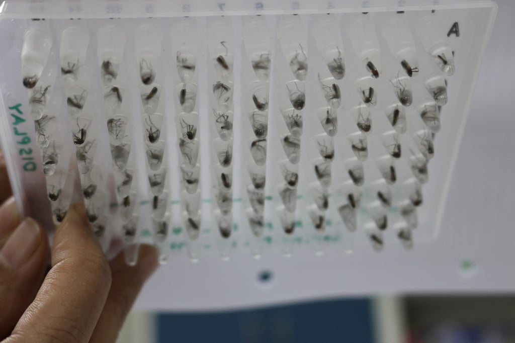 Mosquito samples being tested for Wolbachia levels at a laboratory in Yogyakarta in 2020. Photo: Handout