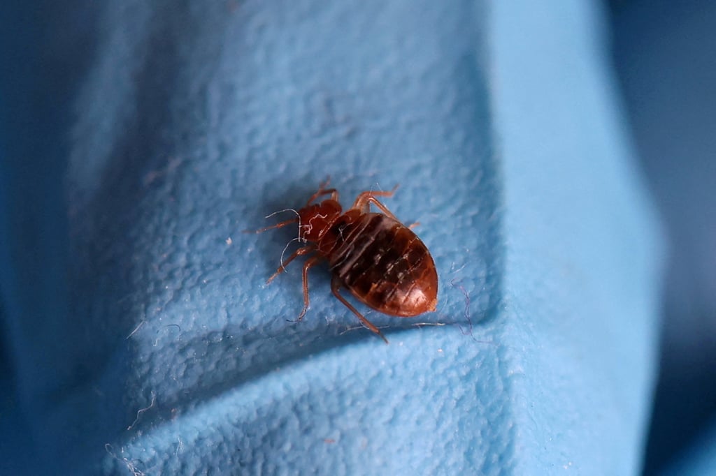 A bed bug on the glove of a person treating a flat against bedbugs in France. Photo: Reuters