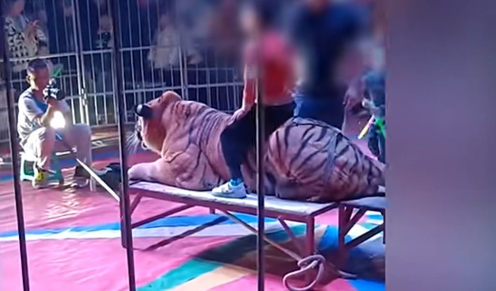 Apart from being kept in cages and exposed to the stress of loud noises and bright lights, some circus animals are often subjected to physical beatings. Photo: Baidu Apart from being kept in cages and exposed to the stress of loud noises and bright lights, some circus animals are often subjected to physical beatings. Photo: Baidu