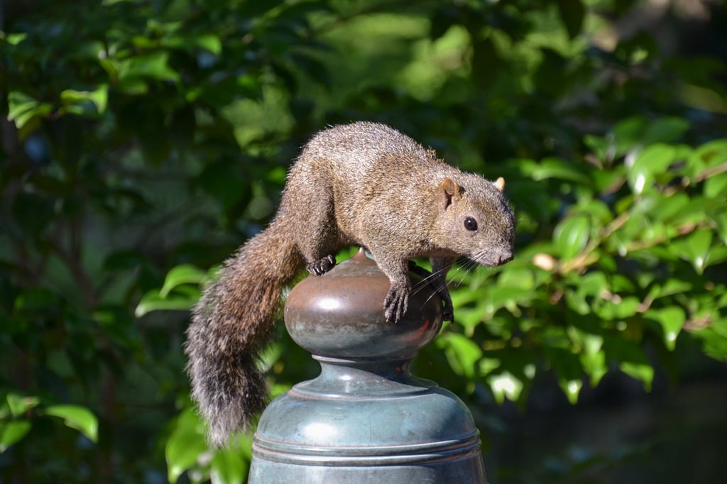 A squirrel sits on a fence in Kamakura, Japan. Photo: Shutterstock A squirrel sits on a fence in Kamakura, Japan. Photo: Shutterstock