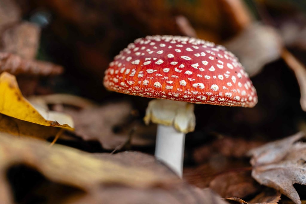 Amanita muscaria is the model for the only emoji for millions of species of fungi. Photo: AFP Amanita muscaria is the model for the only emoji for millions of species of fungi. Photo: AFP