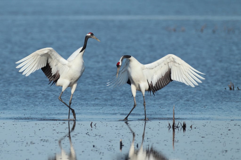 Climate change and biodiversity are inextricably linked, and a unified approach is required to protect the planet’s wildlife, particularly when it comes to endangered species like red-crowned cranes. Photo: Huang Gaochao