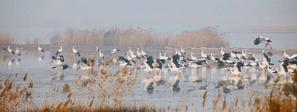 The introduction of digital technology is allowing researchers and conservationists to work from the comfort of their offices as they study Oriental storks that roost in the vast area of the Yellow River Delta. Photo: Qin Jinwu