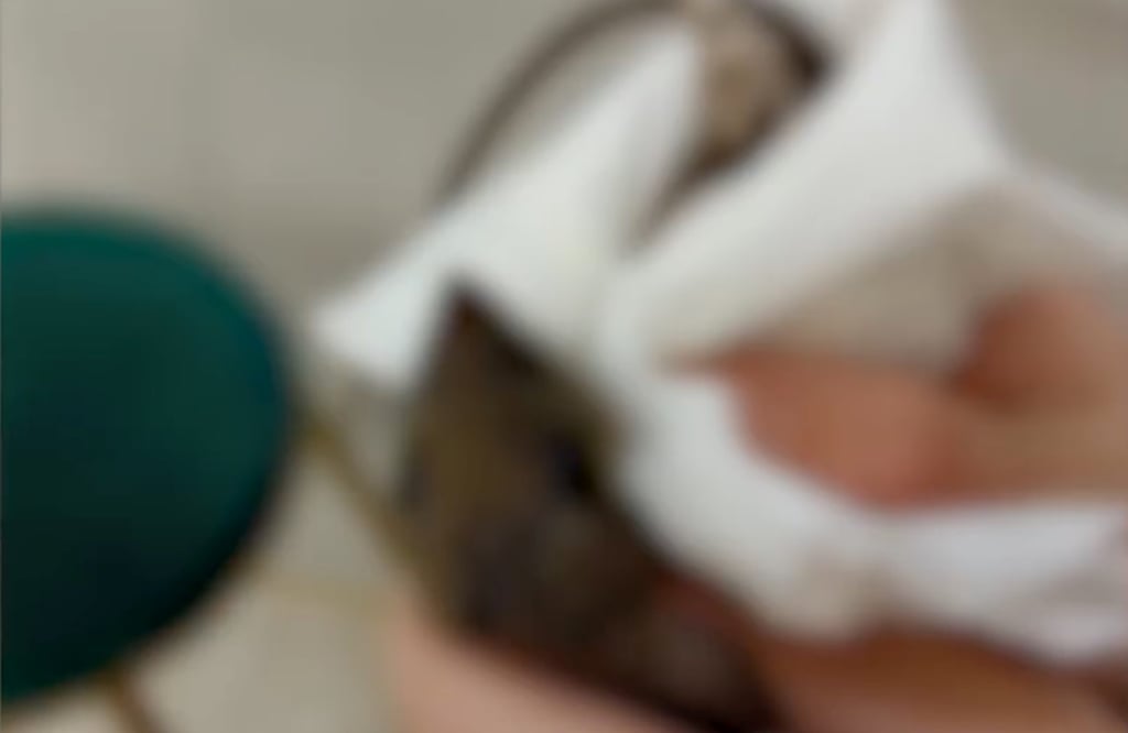 The student captured the mouse in her university dormitory. It later died from suffocation caused by the tightness of the grip she exerted on it. Photo: Weibo