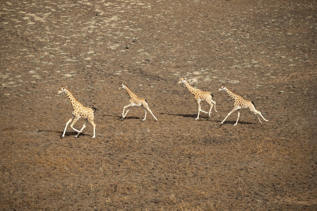 Zakouma National Park, in Chad, is home to 50 per cent of the global Kordofan giraffe population, and since African Parks took over managing the park, numbers are on the rise. Photo: Daniel Allen