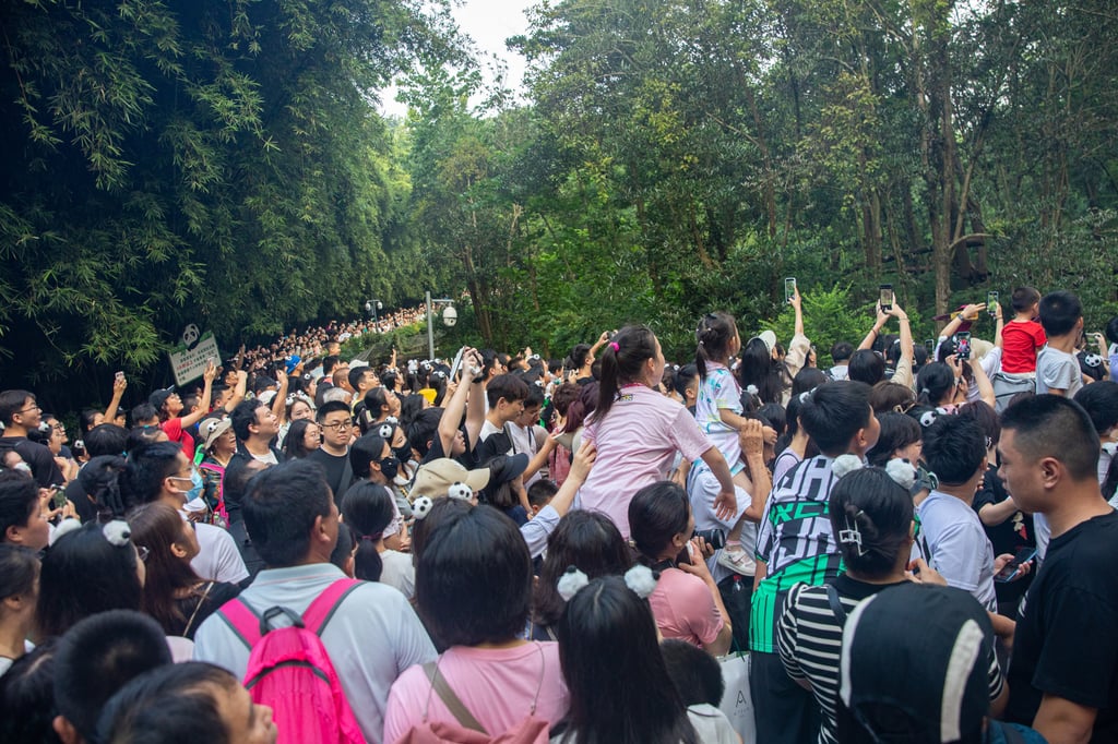 Tourists look at giant pandas at the Chengdu Research Base of Giant Panda Breeding, in Chengdu, Sichuan province, in August 2023. Photo: Getty Images Tourists look at giant pandas at the Chengdu Research Base of Giant Panda Breeding, in Chengdu, Sichuan province, in August 2023. Photo: Getty Images