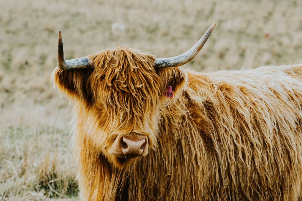 January 2024 is the month of the Wood Ox. Photo: Unsplash