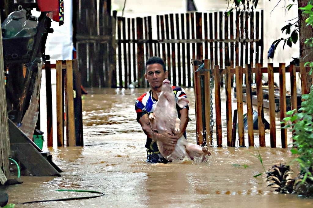 A resident evacuates a pig amid flooding from heavy rains brough by Tropical Storm Jelawat in Prosperidad, Agusan del Sur province, the Philippines, on December 18, 2023. Photo: AFP