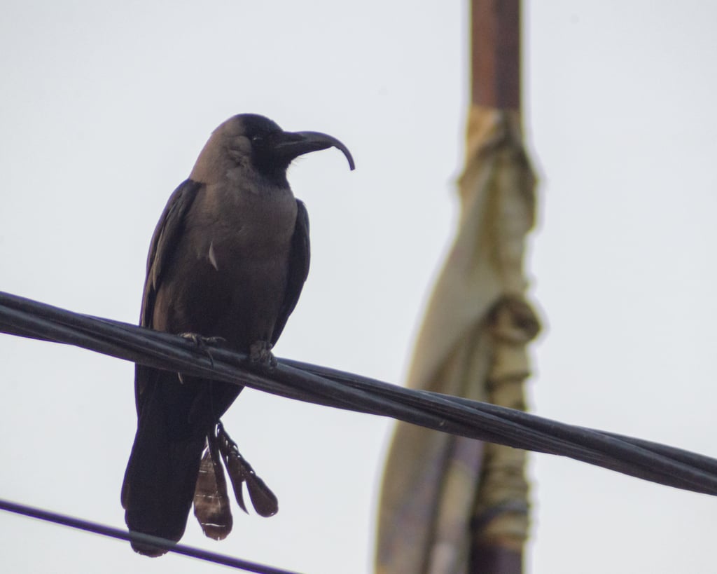 A house crow seen in central Nepal with an overgrown and deformed beak, a condition also known as avian keratin disorder. Photo: Nikeet Pradhan
