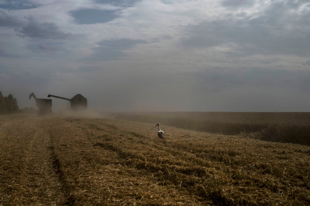 A bird stands on a wheat field as a combine harvests the crops in Cherkasy region, Ukraine, in July 2023. Russia’s war in Ukraine continues to affect the grains trade since it invaded its neighbour in 2022. Photo: AP