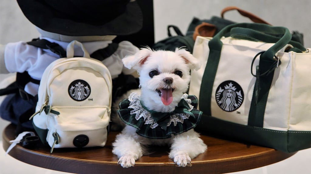 A dog wearing the ‘Cream Family Bag Set’. Photo: Starbucks Korea