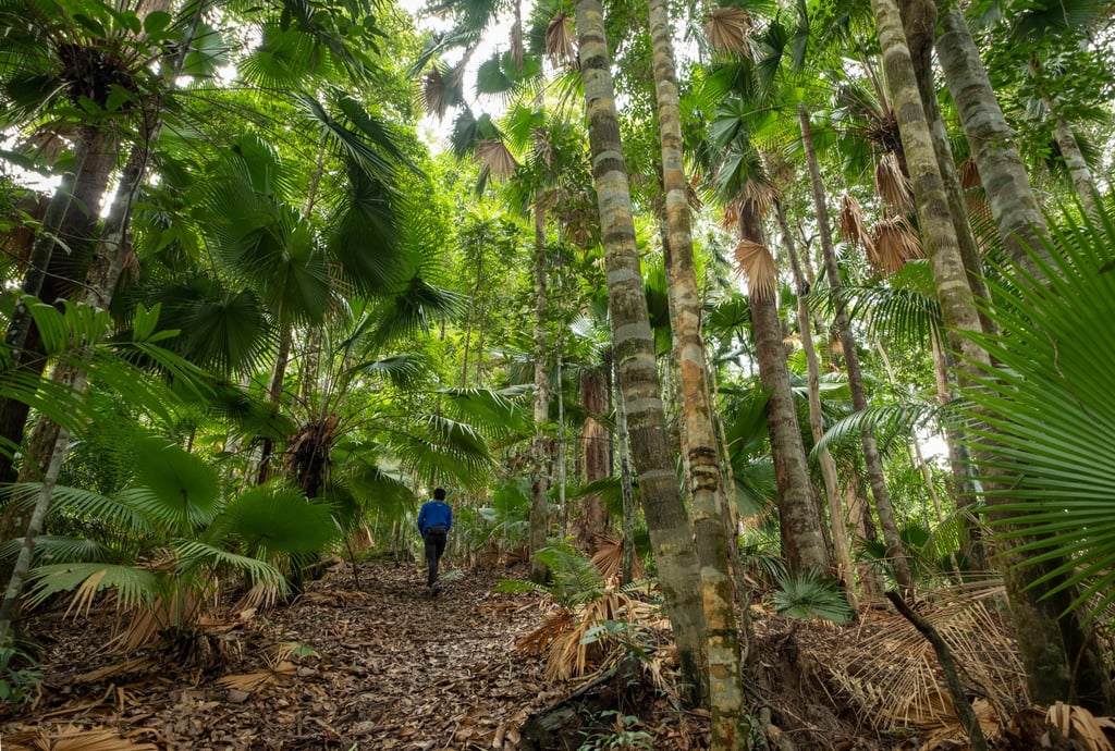 Walking among Rompin State Park’s endemic fan palm trees in the southeasternmost corner of Malaysia’s Pahang state. Photo: Chan Kit Yeng Walking among Rompin State Park’s endemic fan palm trees in the southeasternmost corner of Malaysia’s Pahang state. Photo: Chan Kit Yeng