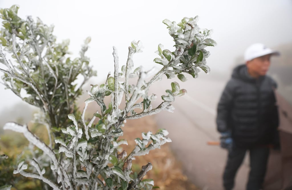 Frozen branches at Tai Mo Shan on Tuesday morning. Hong Kong’s weather authority last issued a frost warning on December 23. Photo: Yik Yeung-man Frozen branches at Tai Mo Shan on Tuesday morning. Hong Kong’s weather authority last issued a frost warning on December 23. Photo: Yik Yeung-man