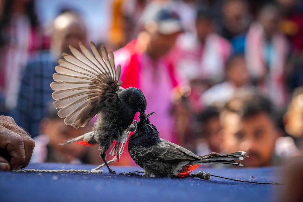 Two bulbuls fight during the Magh Bihu festival in Hajo, on the outskirts of Guwhati, on January 15. Photo: AP Two bulbuls fight during the Magh Bihu festival in Hajo, on the outskirts of Guwhati, on January 15. Photo: AP