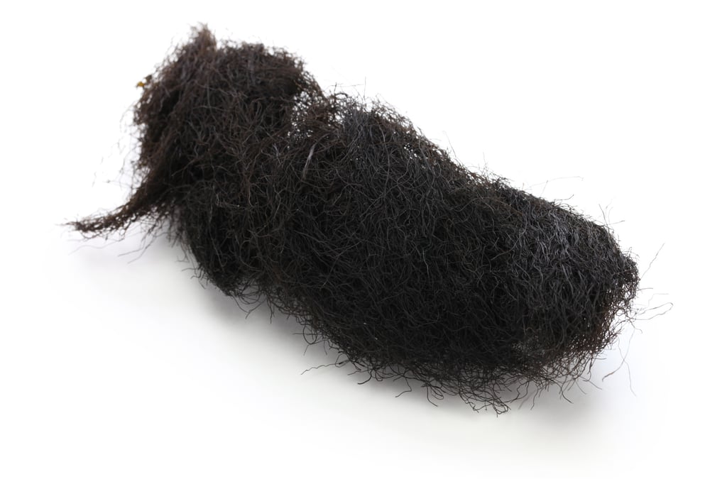 Hair moss is a cyanobacterium (also called blue-green algae) rather than a vegetable. Photo: Shutterstock