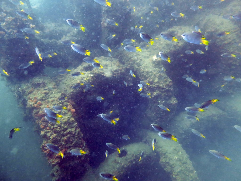 Chinese damselfish swim around an artificial reef in Hong Kong on August 5, 2013. Photo: AFCD