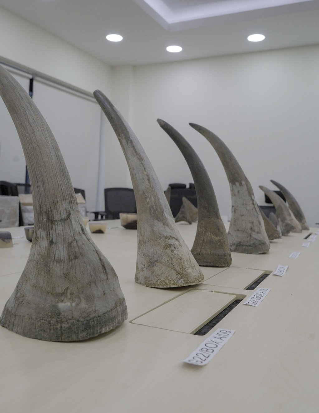 Gumede Sthembiso Joel was arrested at Singapore’s Changi airport after authorities found 20 rhino horns weighing 34.7 kilogram in his bags. Photo: Facebook/NParks Gumede Sthembiso Joel was arrested at Singapore’s Changi airport after authorities found 20 rhino horns weighing 34.7 kilogram in his bags. Photo: Facebook/NParks