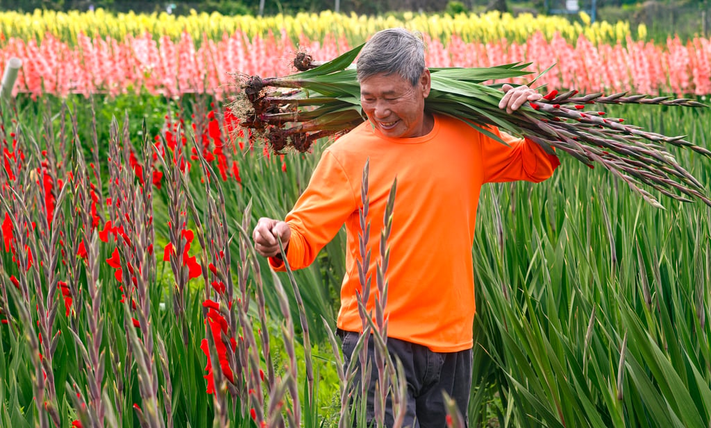 Farmer Leung Yat-shun, 72, harvests the festive gladiolus flowers at his farm in San Tin. Photo: K. Y. Cheng Farmer Leung Yat-shun, 72, harvests the festive gladiolus flowers at his farm in San Tin. Photo: K. Y. Cheng